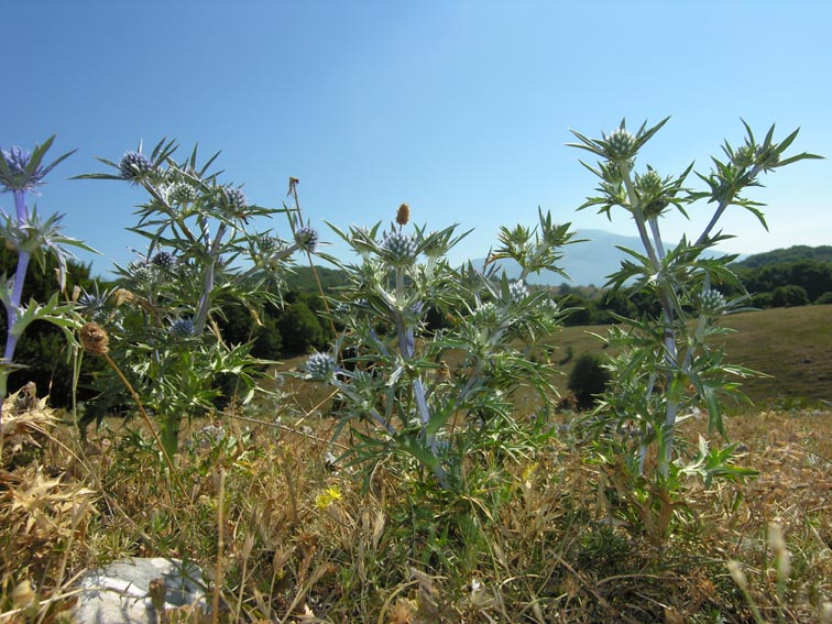 umbelliferae-eryngium amethystinum.jpg