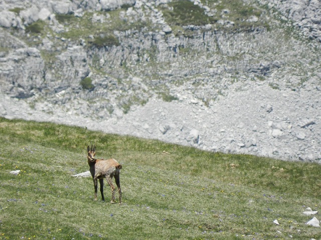 Verde, Camosci e Rocce....JPG